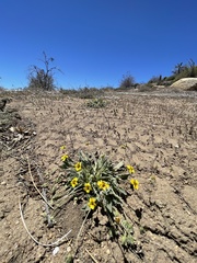Viola purpurea aurea