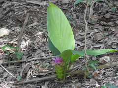 Curcuma australasica