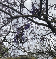 Paulownia tomentosa