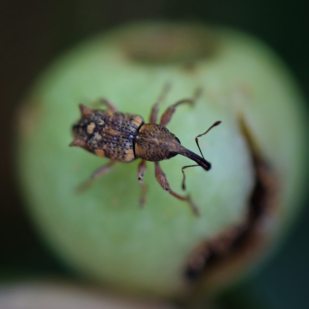 Myllorhinus aurifer