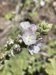 Sidalcea hickmanii parishii