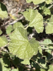 Sidalcea hickmanii parishii