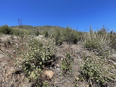 Sidalcea hickmanii parishii