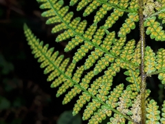 Hypolepis rufobarbata