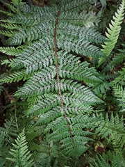 Polystichum silvaticum