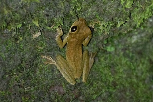 Osteocephalus vasquezi
