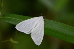 Ivela auripes