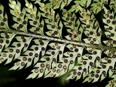 Polystichum silvaticum