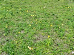 Hemerocallis middendorffii