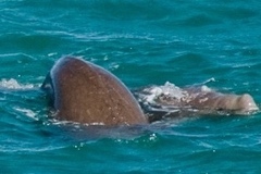 Dugong dugon