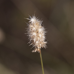 Enneapogon robustissimus