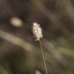 Enneapogon robustissimus