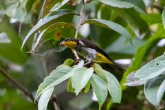 Hemithraupis flavicollis