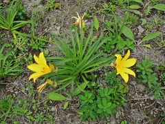 Hemerocallis middendorffii