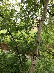 Betula pendula