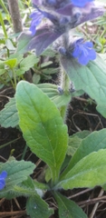 Ajuga genevensis