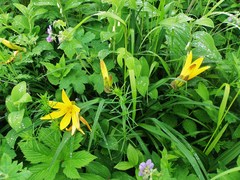 Hemerocallis middendorffii