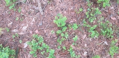 Lysimachia europaea