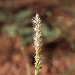 Enneapogon polyphyllus