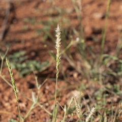 Enneapogon polyphyllus
