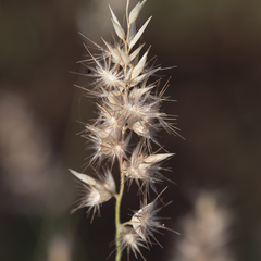 Enneapogon decipiens