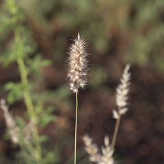 Enneapogon decipiens