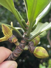 Rhizophora apiculata