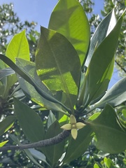 Rhizophora apiculata