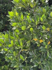 Rhizophora apiculata
