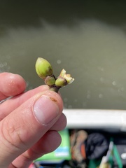 Rhizophora apiculata