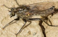 Dysmachus trigonus