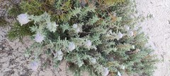Teucrium dunense