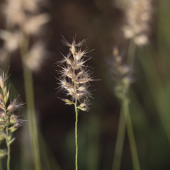 Enneapogon decipiens