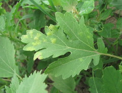 Benua kellermanii