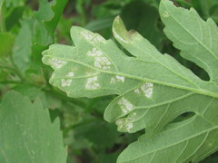 Benua kellermanii