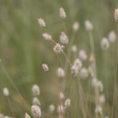 Enneapogon lindleyanus