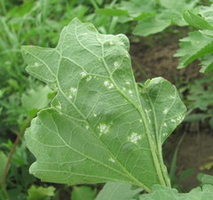 Benua kellermanii