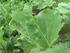 Benua kellermanii