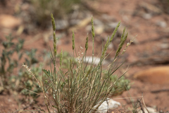 Enneapogon polyphyllus