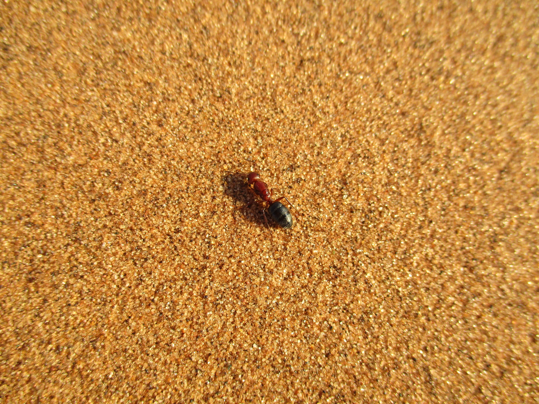 Camponotus robecchii
