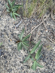 Gymnanthera oblonga