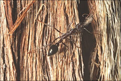 Myrmecia forficata