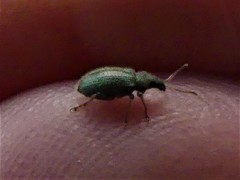 Phyllobius roboretanus