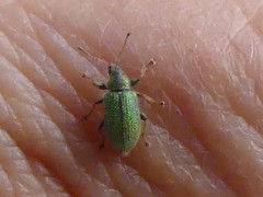 Phyllobius roboretanus