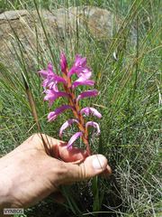 Watsonia lepida