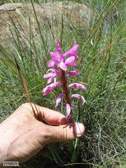 Watsonia lepida