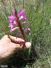 Watsonia lepida