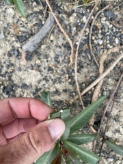 Gymnanthera oblonga