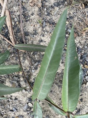 Gymnanthera oblonga