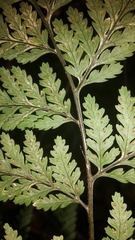 Parapolystichum microsorum